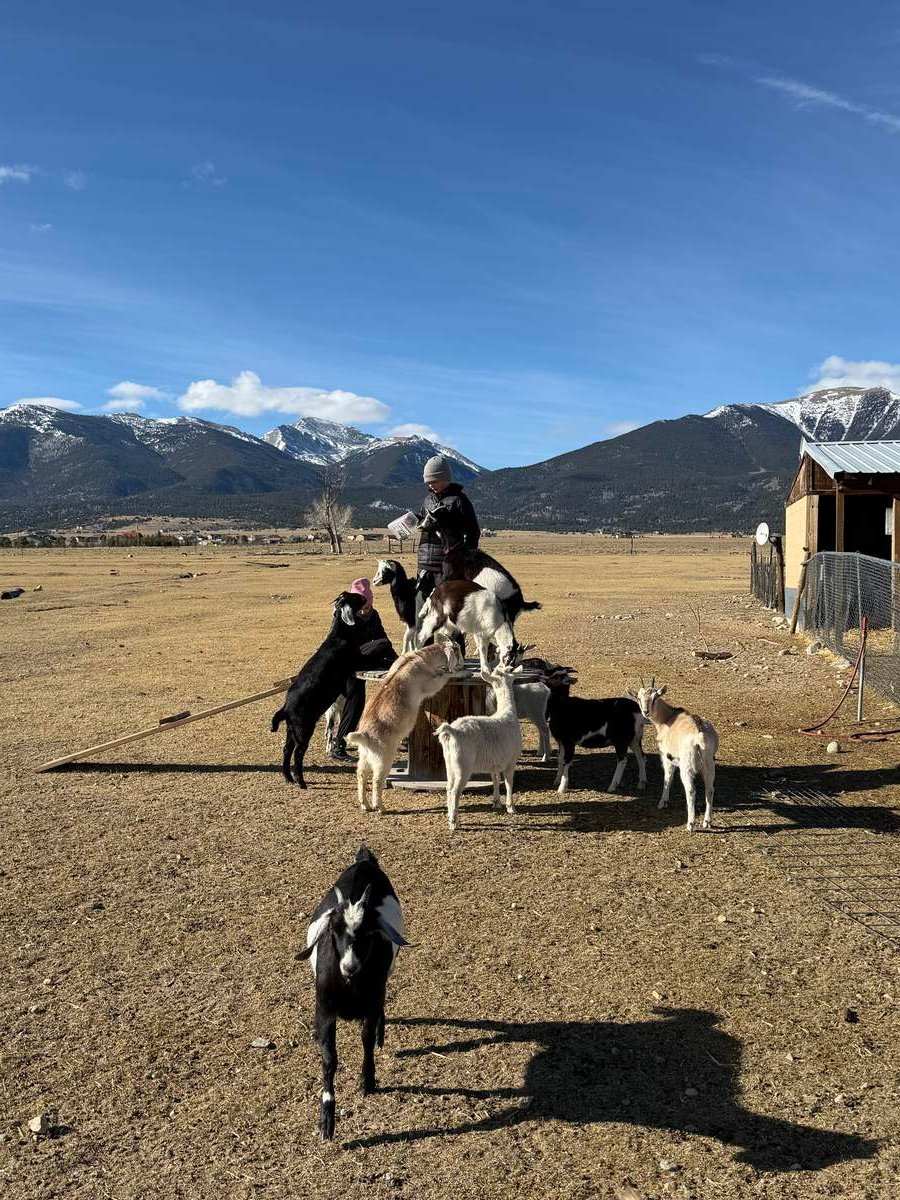 Goats and the Collegiate Peaks at Buena Vista Farm