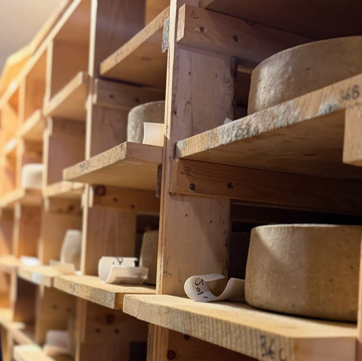 Buck & Bloom cheese aging on the shelves