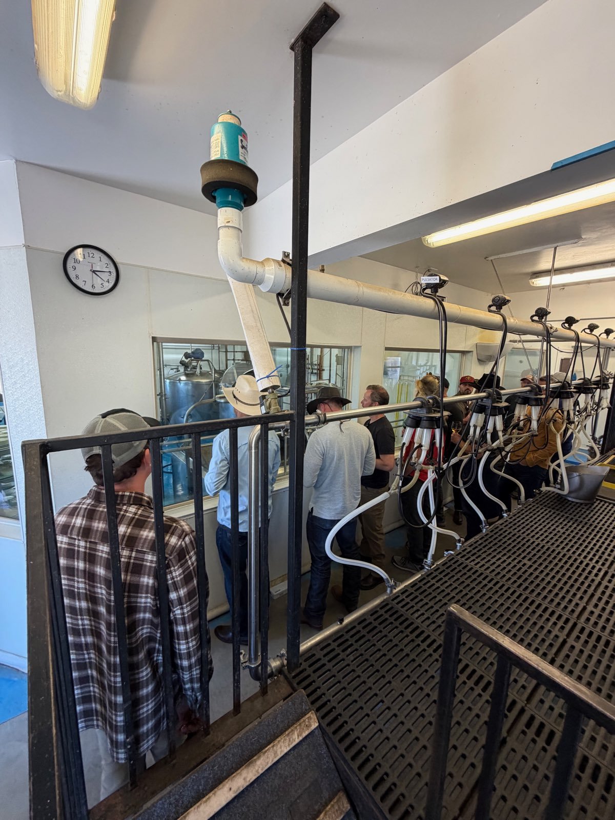 Inside the creamery milking parlour