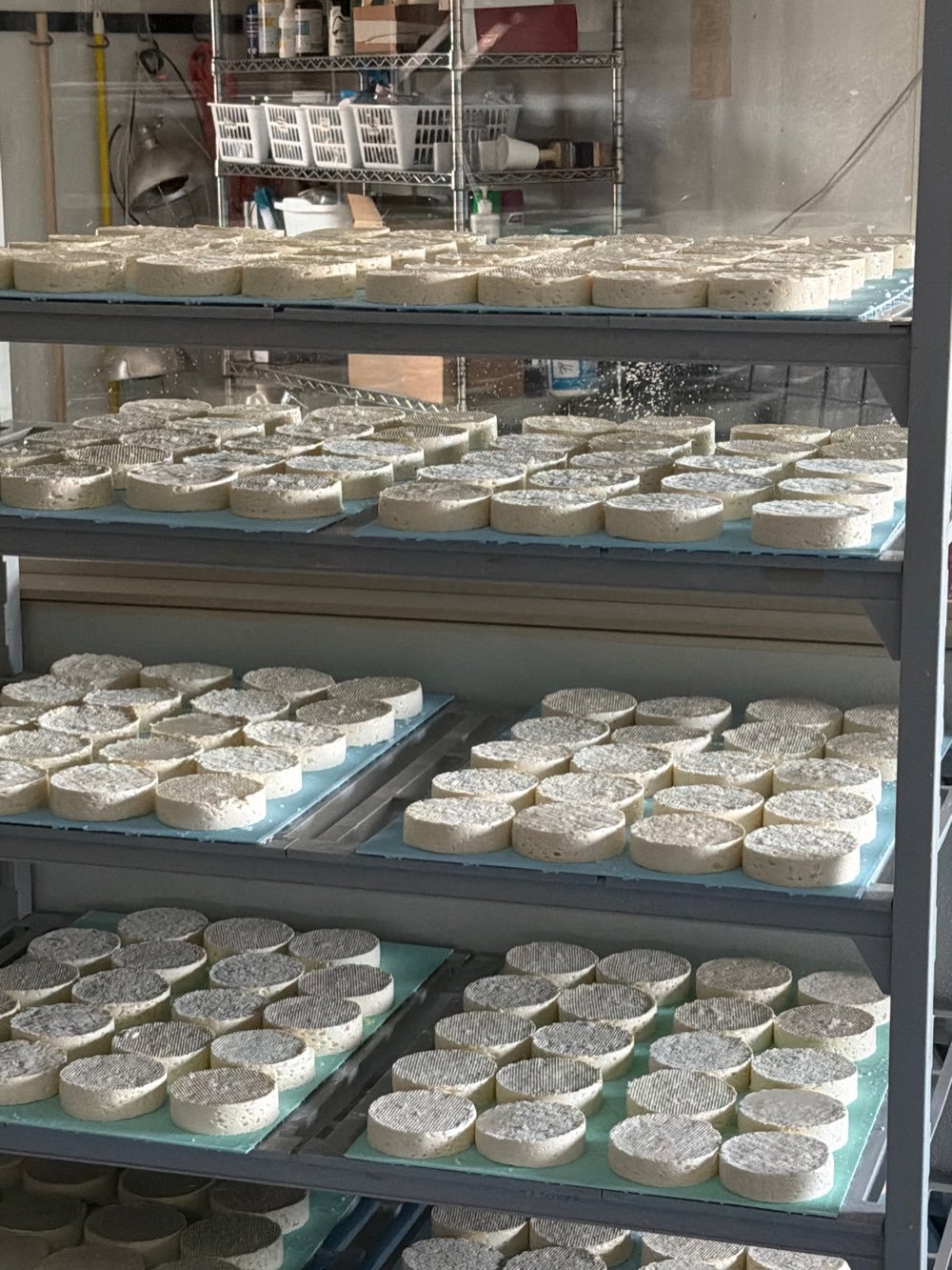 Fresh cheese rounds aging on the racks