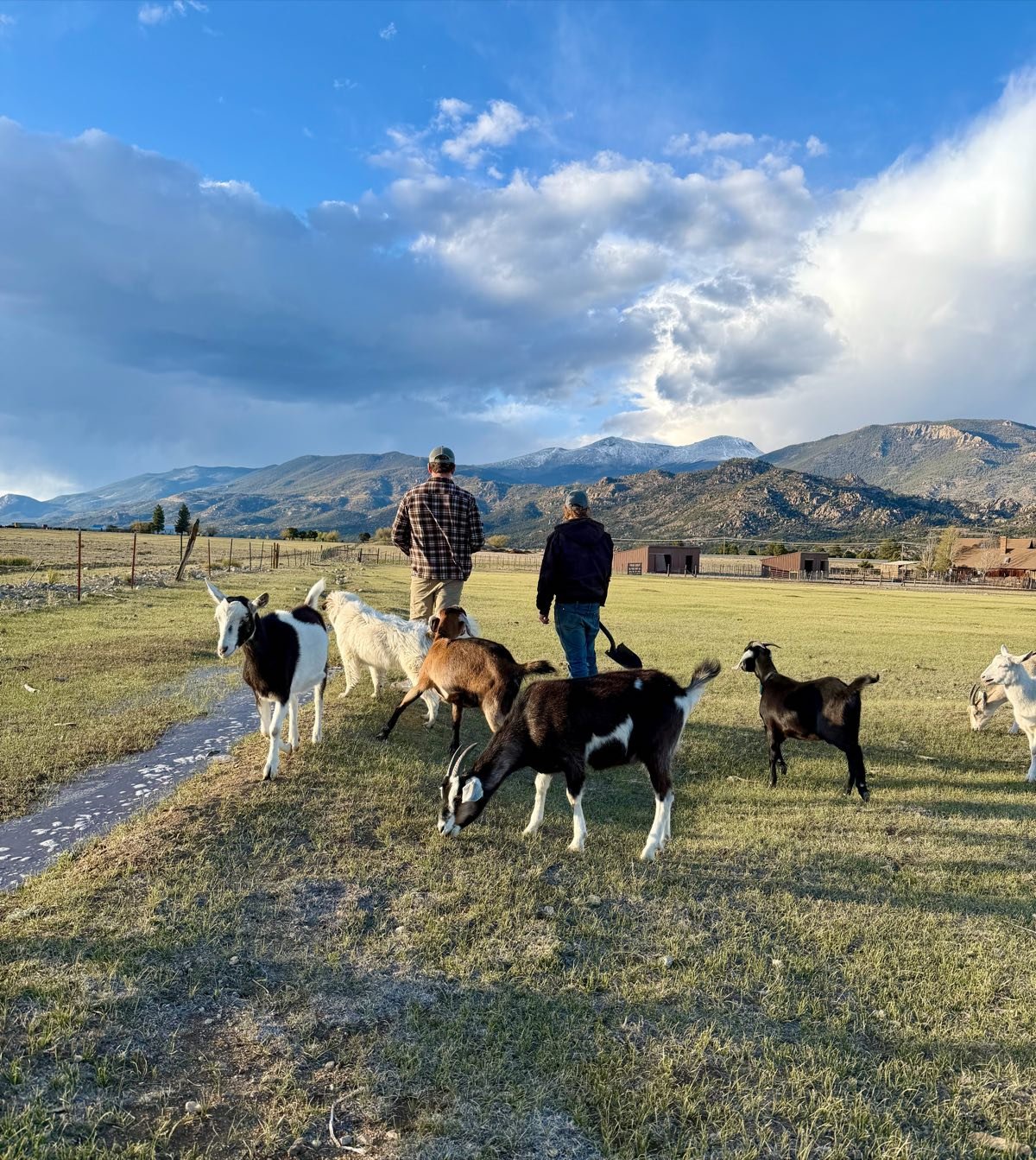 Buena Vista Farm featured in the Chaffee County Times