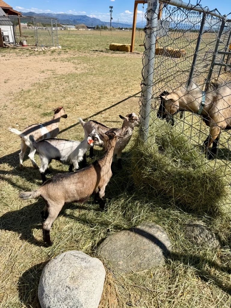 New baby goats at Buena Vista Farm