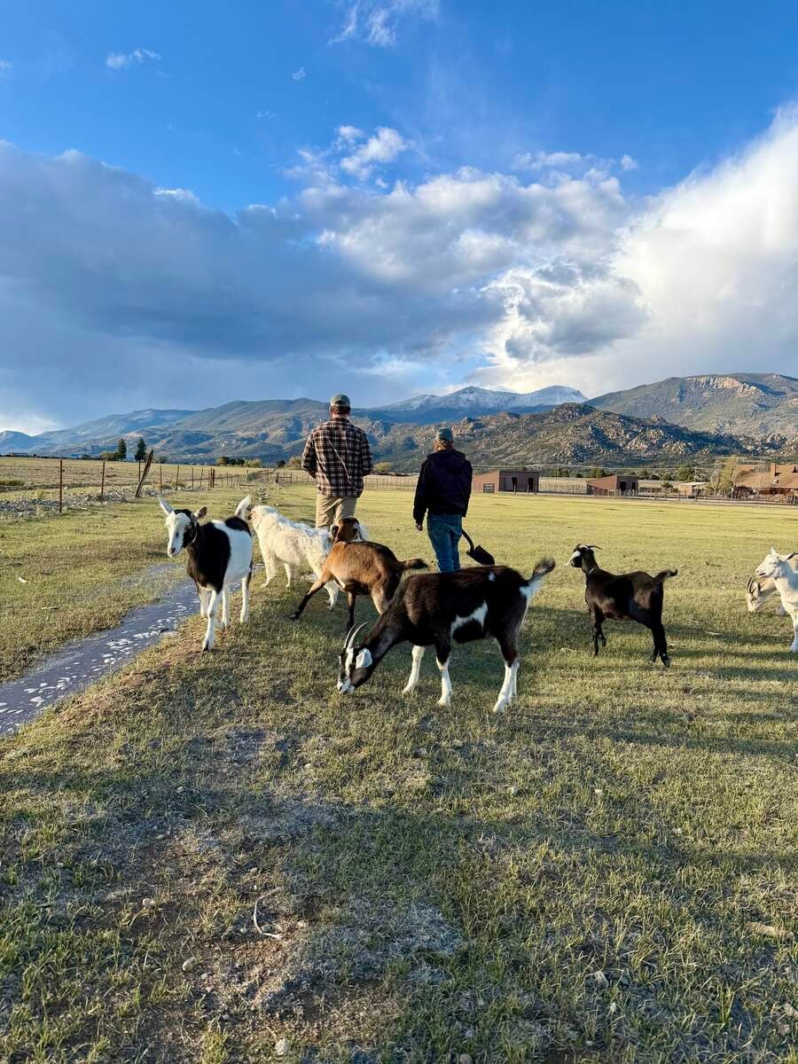 Walking with goats at Buena Vista Farm